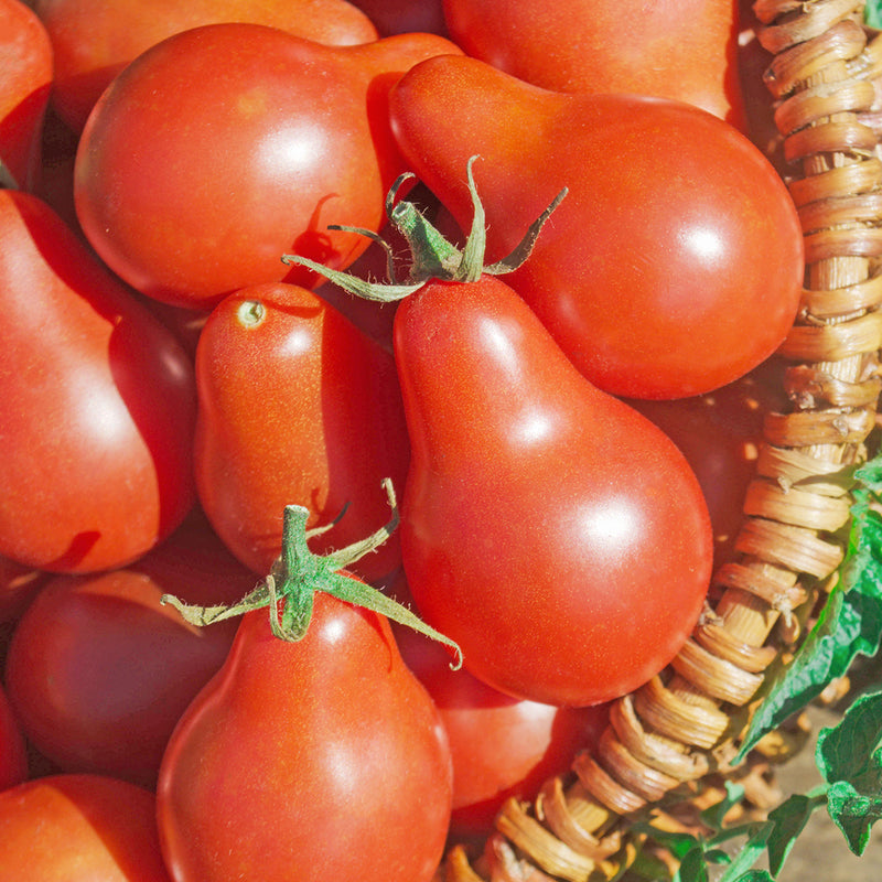 Red Pear Tomato Seeds
