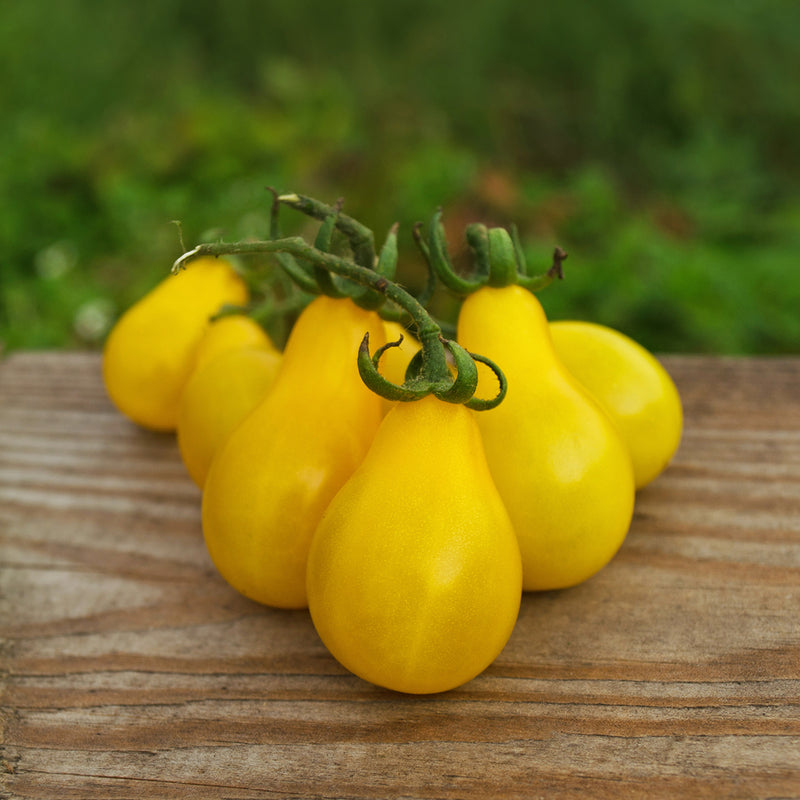 Yellow Pear Tomato Seeds