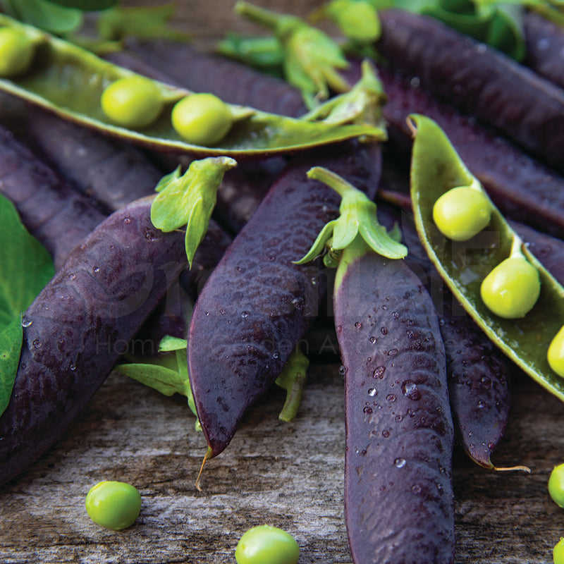 Purple Pea Seeds