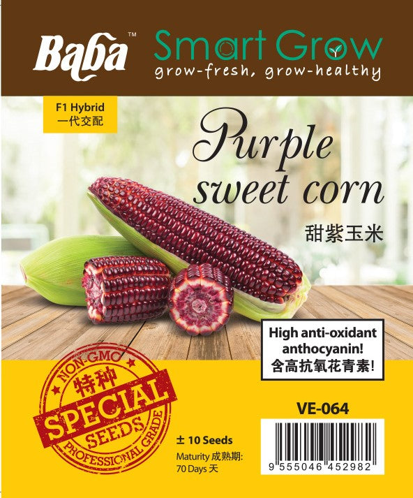 VE-064 Purple Sweet Corn Seeds (~10 seeds)
