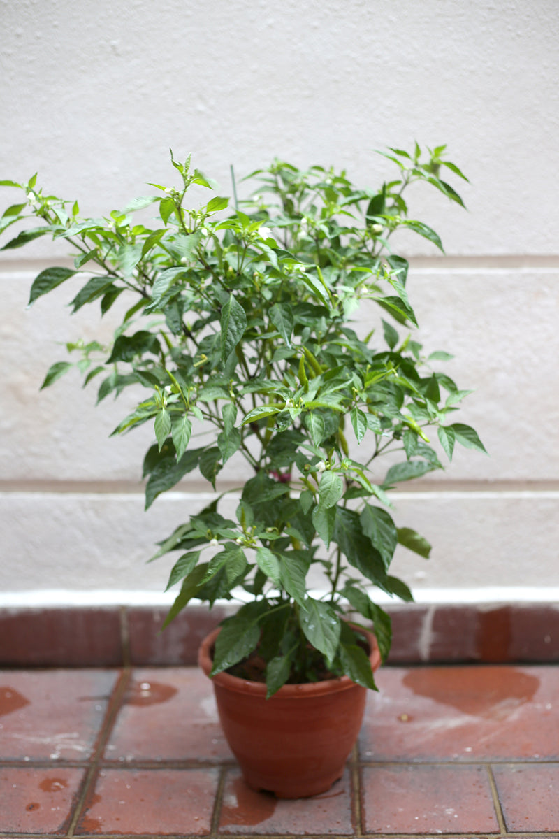 Chilli Padi Plant (Type 2), ,greenleif.sg - greenleif.sg