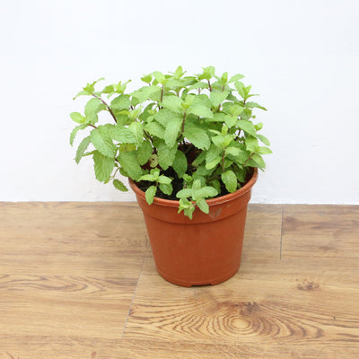Mint Plant, Plants with pots,Steve & Leif - greenleif.sg