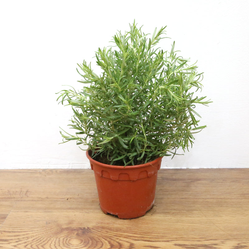 Rosemary Plant (Type 1), Plants with pots,Steve & Leif - greenleif.sg