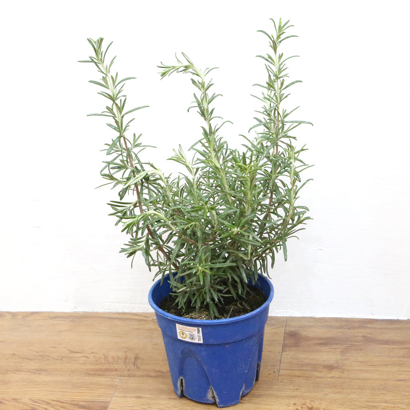 Rosemary Plant (Type 2), Plants with pots,Steve & Leif - greenleif.sg