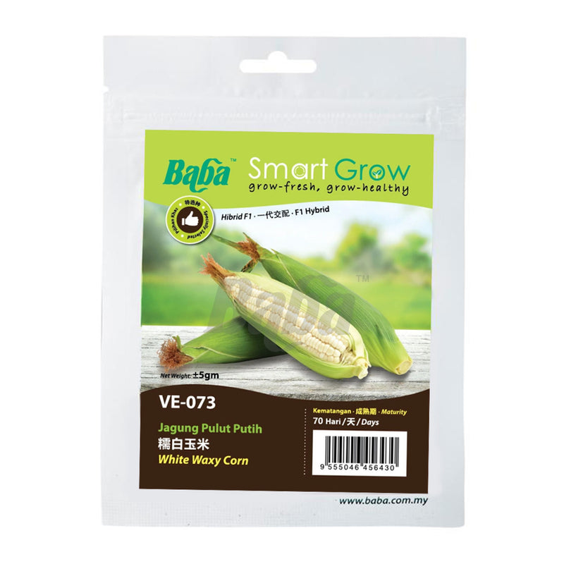 White Waxy Corn Seeds (5GM)